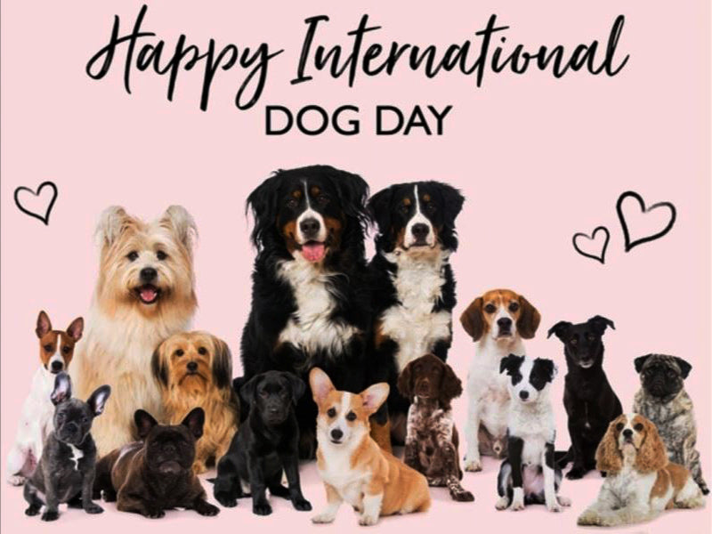 International Dog Day: Date, History, Activities & Quotes