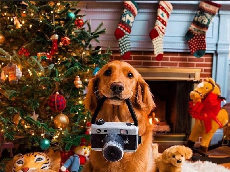  Personalized Dog Christmas Stocking