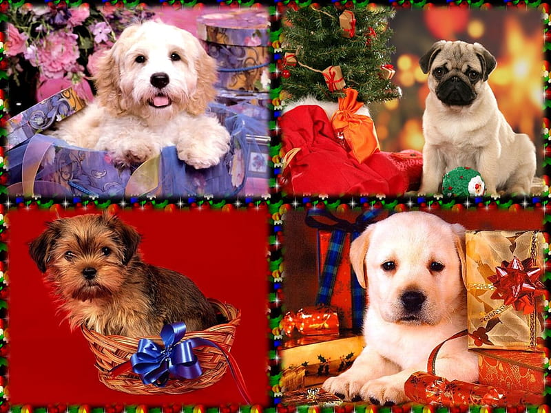 christmas gifts for pet owners