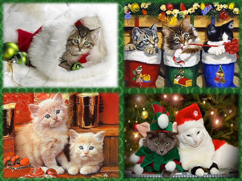 christmas gifts for cats