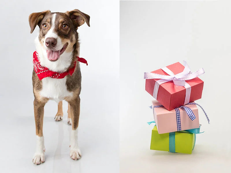 christmas gifts for dogs