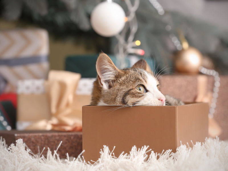 Best Christmas Gifts for Cats